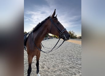 Deutsches Sportpferd, Wallach, 16 Jahre, 175 cm, Brauner