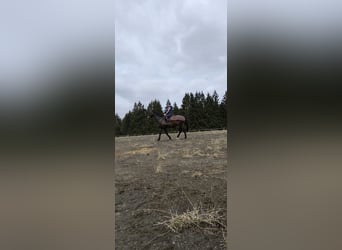 Deutsches Sportpferd, Wallach, 16 Jahre, 175 cm, Brauner