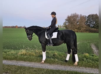 Deutsches Sportpferd, Wallach, 16 Jahre, 176 cm, Rappe