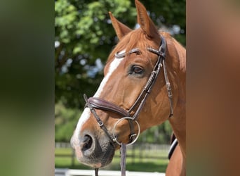 Deutsches Sportpferd, Wallach, 16 Jahre, 178 cm, Fuchs
