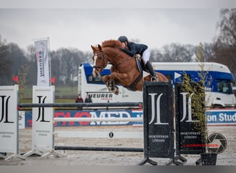 Deutsches Sportpferd, Wallach, 16 Jahre, 178 cm, Fuchs