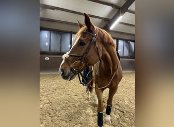 Deutsches Sportpferd, Wallach, 16 Jahre, 178 cm, Fuchs