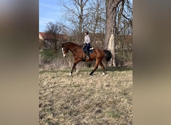 Deutsches Sportpferd, Wallach, 16 Jahre, 180 cm, Brauner