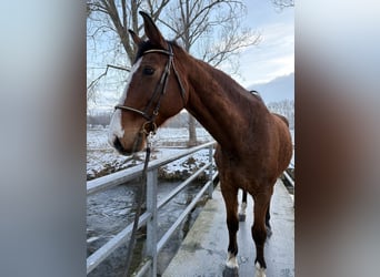 Deutsches Sportpferd, Wallach, 16 Jahre, 180 cm, Brauner