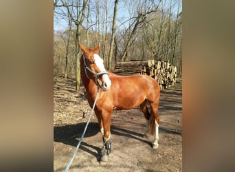 Deutsches Sportpferd, Wallach, 17 Jahre, 162 cm, Fuchs