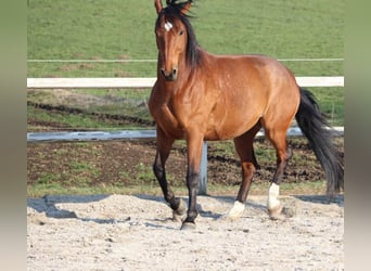 Deutsches Sportpferd, Wallach, 17 Jahre, 166 cm, Brauner