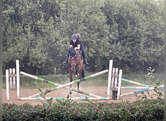 Deutsches Sportpferd, Wallach, 17 Jahre, 169 cm, Brauner
