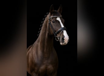 Deutsches Sportpferd, Wallach, 17 Jahre, 169 cm, Dunkelfuchs
