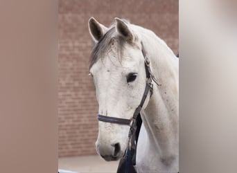 Deutsches Sportpferd, Wallach, 17 Jahre, 170 cm, Apfelschimmel