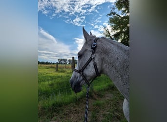 Deutsches Sportpferd, Wallach, 17 Jahre, 170 cm, Fliegenschimmel