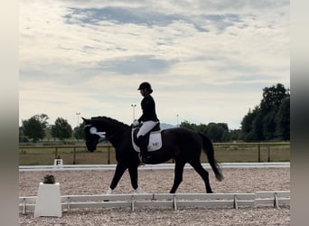 Deutsches Sportpferd, Wallach, 17 Jahre, 171 cm, Rappe