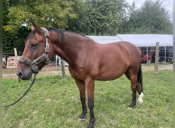 Deutsches Sportpferd, Wallach, 17 Jahre, 172 cm, Brauner