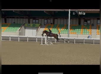 Deutsches Sportpferd, Wallach, 17 Jahre, 172 cm, Brauner
