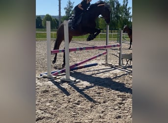 Deutsches Sportpferd, Wallach, 17 Jahre, 172 cm, Brauner