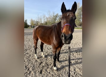 Deutsches Sportpferd, Wallach, 18 Jahre, 167 cm, Brauner