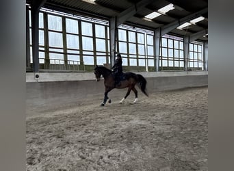 Deutsches Sportpferd, Wallach, 18 Jahre, 168 cm, Brauner
