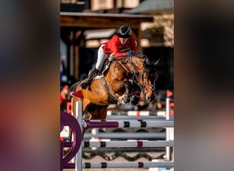 Deutsches Sportpferd, Wallach, 18 Jahre, 168 cm, Dunkelbrauner