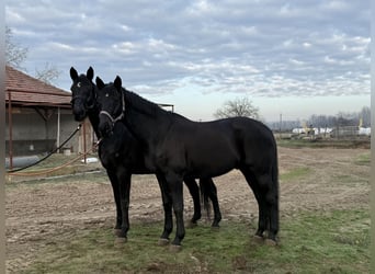 Deutsches Sportpferd, Wallach, 18 Jahre, 168 cm, Rappe