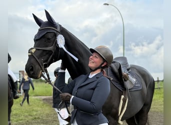 Deutsches Sportpferd, Wallach, 18 Jahre, 169 cm, Schwarzbrauner