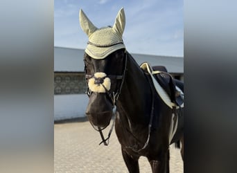 Deutsches Sportpferd, Wallach, 18 Jahre, 169 cm, Schwarzbrauner
