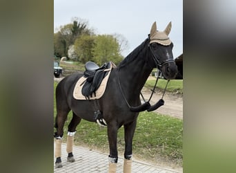 Deutsches Sportpferd, Wallach, 18 Jahre, 169 cm, Schwarzbrauner