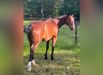 Deutsches Sportpferd, Wallach, 18 Jahre, 170 cm, Brauner