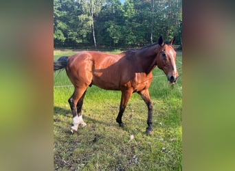 Deutsches Sportpferd, Wallach, 18 Jahre, 170 cm, Brauner