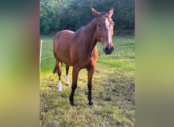 Deutsches Sportpferd, Wallach, 18 Jahre, 170 cm, Brauner