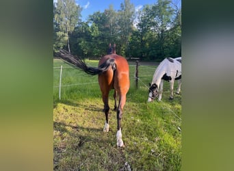Deutsches Sportpferd, Wallach, 18 Jahre, 170 cm, Brauner