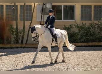 Deutsches Sportpferd, Wallach, 18 Jahre, 174 cm, Apfelschimmel