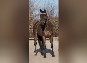 Deutsches Sportpferd, Wallach, 18 Jahre, 178 cm, Brauner