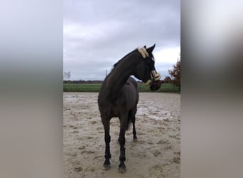 Deutsches Sportpferd, Wallach, 19 Jahre, 163 cm, Brauner