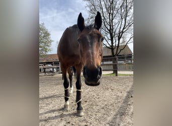 Deutsches Sportpferd, Wallach, 19 Jahre, 167 cm, Brauner