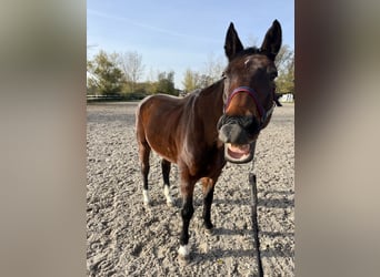 Deutsches Sportpferd, Wallach, 19 Jahre, 167 cm, Brauner