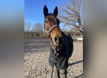 Deutsches Sportpferd, Wallach, 19 Jahre, 167 cm, Brauner