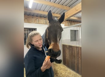 Deutsches Sportpferd, Wallach, 19 Jahre, 167 cm, Brauner