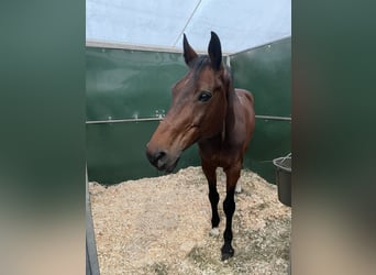 Deutsches Sportpferd, Wallach, 19 Jahre, 167 cm, Brauner