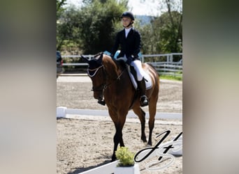 Deutsches Sportpferd, Wallach, 19 Jahre, 167 cm, Brauner