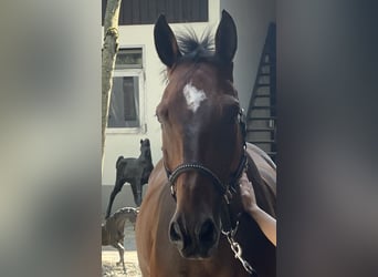 Deutsches Sportpferd, Wallach, 19 Jahre, 167 cm, Brauner