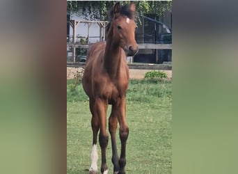 Deutsches Sportpferd, Wallach, 1 Jahr, 160 cm