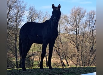 Deutsches Sportpferd, Wallach, 1 Jahr, 168 cm, Dunkelbrauner