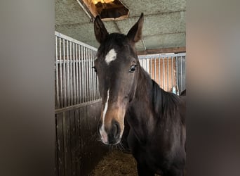 Deutsches Sportpferd, Wallach, 1 Jahr, 170 cm, Dunkelbrauner