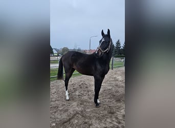 Deutsches Sportpferd, Wallach, 1 Jahr, 171 cm, Dunkelbrauner