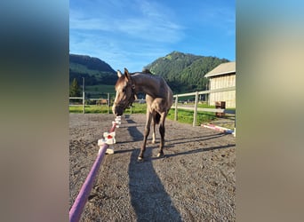 Deutsches Sportpferd, Wallach, 1 Jahr, 175 cm, Rappschimmel