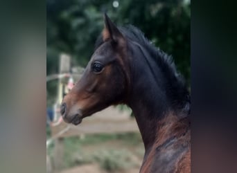 Deutsches Sportpferd, Wallach, 1 Jahr, Brauner