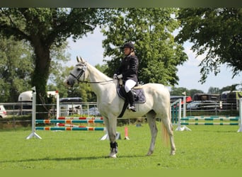 Deutsches Sportpferd, Wallach, 20 Jahre, 165 cm, Schimmel