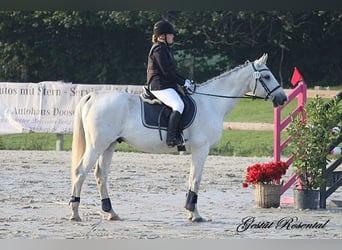 Deutsches Sportpferd, Wallach, 20 Jahre, 165 cm, Schimmel