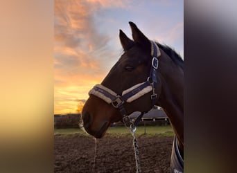 Deutsches Sportpferd, Wallach, 20 Jahre, 168 cm, Brauner