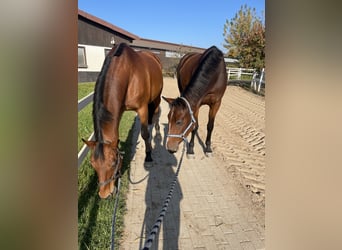 Deutsches Sportpferd, Wallach, 20 Jahre, 168 cm, Brauner