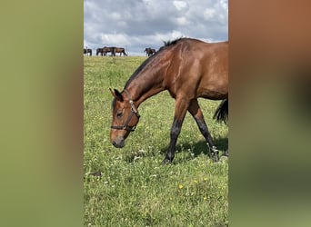 Deutsches Sportpferd, Wallach, 20 Jahre, 168 cm, Brauner